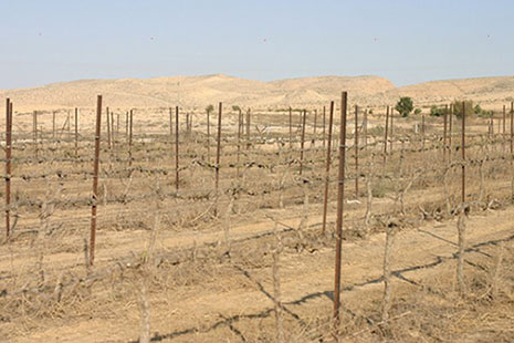 Crops in Israel